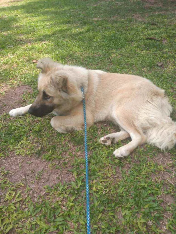 Cachorro ra a  idade 1 ano nome Babu