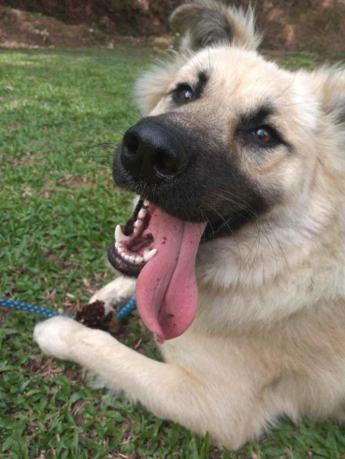Cachorro ra a  idade 1 ano nome Babu