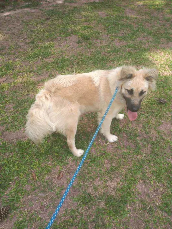 Cachorro ra a  idade 1 ano nome Babu