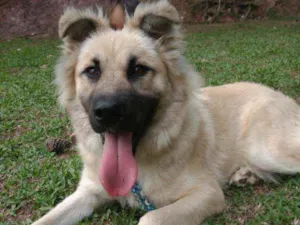 Cachorro raça  idade 1 ano nome Babu
