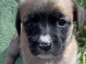 Cachorro raça Srd idade 2 a 6 meses nome Nina linda bebê 