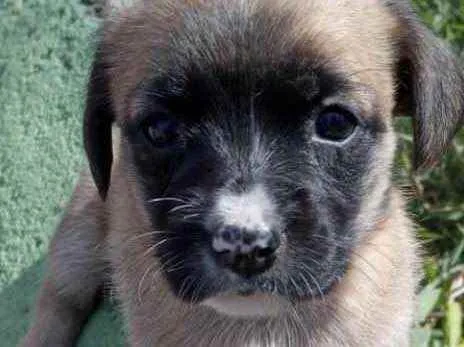 Cachorro raça Srd idade 2 a 6 meses nome Nina linda bebê 