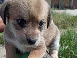 Cachorro raça Srd idade 2 a 6 meses nome Bia linda bebê 