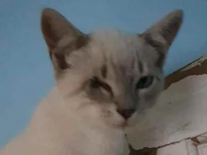 Gato raça Srd idade 2 a 6 meses nome Pirata e Rabicó
