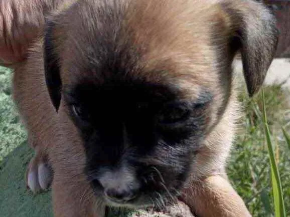 Cachorro raça Srd idade 2 a 6 meses nome Duda linda bebê 