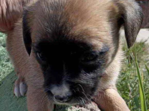 Cachorro raça Srd idade 2 a 6 meses nome Duda linda bebê 