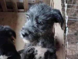 Cachorro raça Mestiço  idade 2 a 6 meses nome Bento 