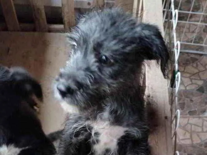 Cachorro ra a Mestiço  idade 2 a 6 meses nome Bento 