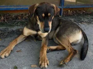 Cachorro raça SRD-ViraLata idade 7 a 11 meses nome Sem Nome