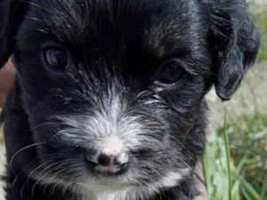 Cachorro raça Srd idade 2 a 6 meses nome Ágatha linda bebê 