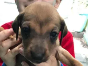 Cachorro raça  idade Abaixo de 2 meses nome Filhotes 