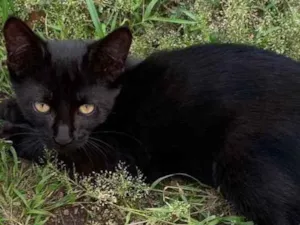 Gato raça Sem raça  idade Abaixo de 2 meses nome Sem nome