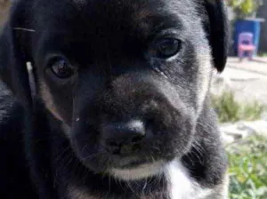 Cachorro raça Srd idade 2 a 6 meses nome Dudu lindo bebe 