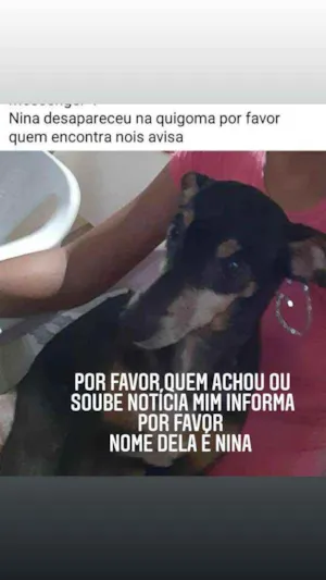 Cachorro raça Piche idade 5 anos nome Nina