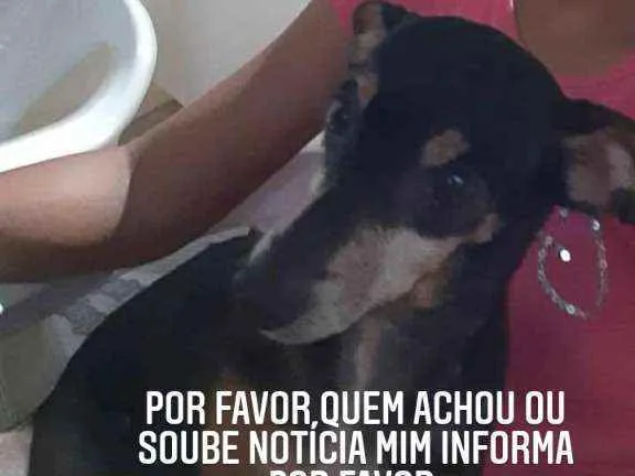 Cachorro raça Piche idade 5 anos nome Nina