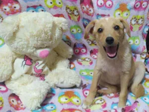 Cachorro raça Srd idade 2 a 6 meses nome Lizz