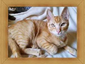 Gato raça SRD idade 2 a 6 meses nome LINEU LARANJA