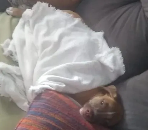 Cachorro ra a SRD-ViraLata idade 2 a 6 meses nome Peter