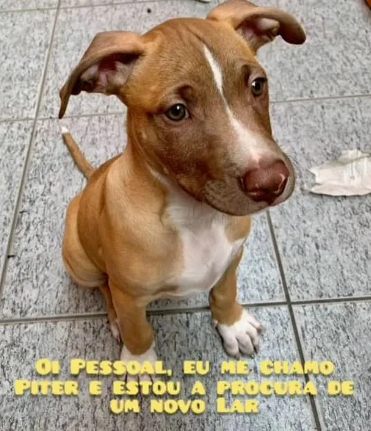 Cachorro ra a SRD-ViraLata idade 2 a 6 meses nome Peter
