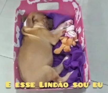 Cachorro ra a SRD-ViraLata idade 2 a 6 meses nome Peter