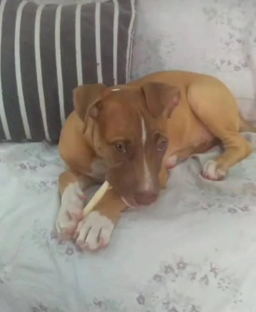 Cachorro ra a SRD-ViraLata idade 2 a 6 meses nome Peter
