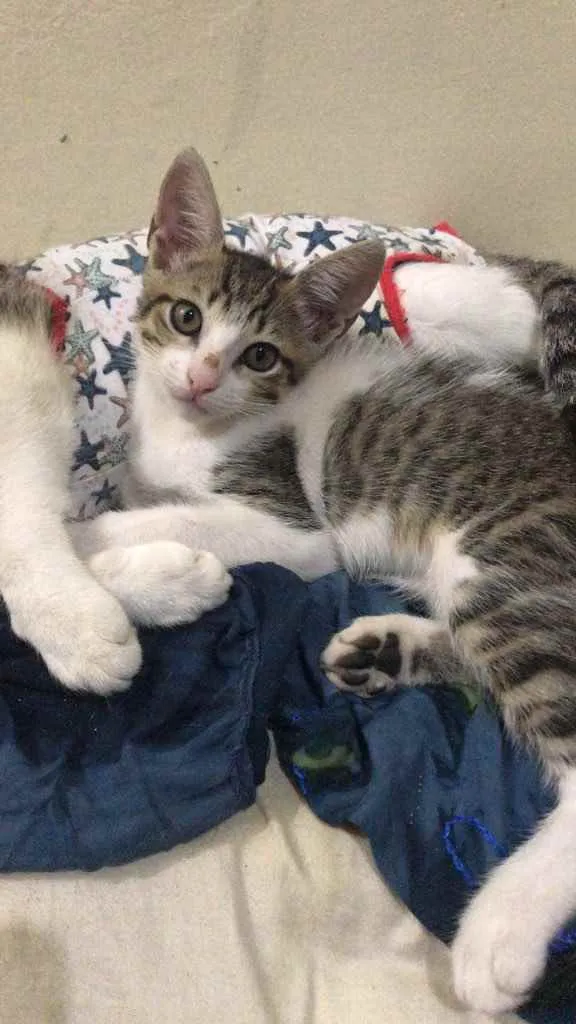 Gato raça SRD idade 2 a 6 meses nome lia