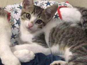 Gato raça SRD idade 2 a 6 meses nome lia