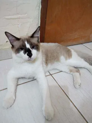 Gato raça Vira lata idade 7 a 11 meses nome Cesar