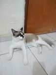 Cesar