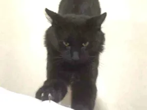 Gato raça S.R.D. idade  nome Carioca