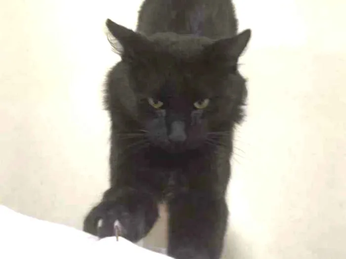 Gato ra a S.R.D. idade  nome Carioca