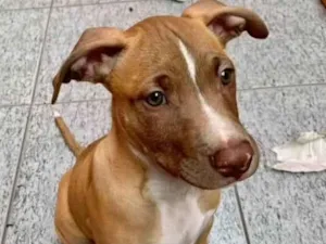 Cachorro raça SRD-ViraLata idade 2 a 6 meses nome Peter
