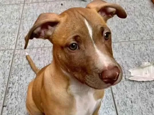 Cachorro ra a SRD-ViraLata idade 2 a 6 meses nome Peter