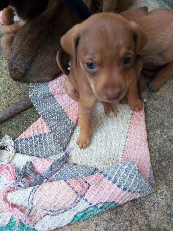 Cachorro ra a Vira lata idade Abaixo de 2 meses nome Mel 