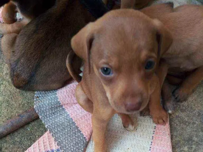 Cachorro ra a Vira lata idade Abaixo de 2 meses nome Mel 