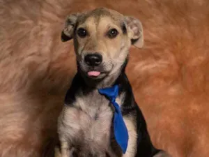 Cachorro raça Sem Raça Definida idade 2 a 6 meses nome Sem nome