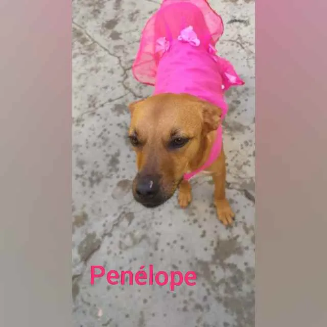 Cachorro ra a SRD  idade 3 anos nome Penélope 