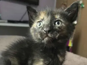 Gato raça Sem Raça Definida idade Abaixo de 2 meses nome Sem nome