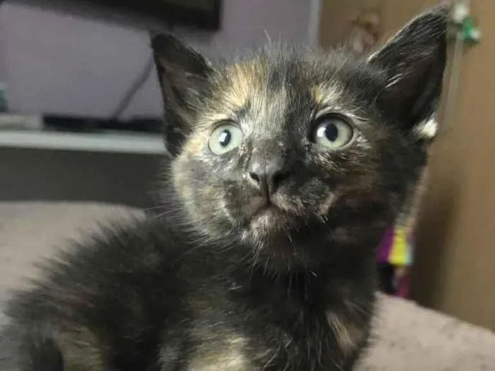 Gato raça Sem Raça Definida idade Abaixo de 2 meses nome Sem nome