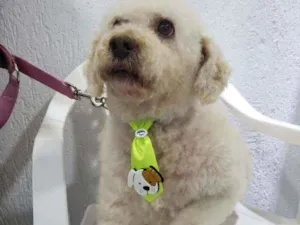 Cachorro raça Podle  idade 6 ou mais anos nome Bartolomeu 