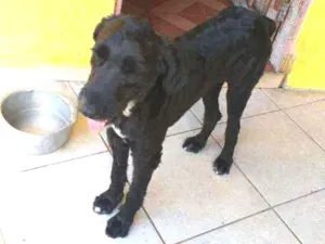 Cachorro raça SRD  idade 2 anos nome Pirata 
