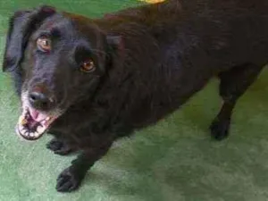 Cachorro raça SRD  idade 3 anos nome Chop 