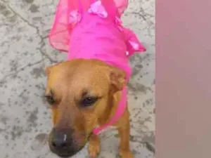 Cachorro raça SRD  idade 3 anos nome Penélope 
