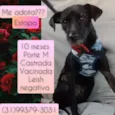 Estopa