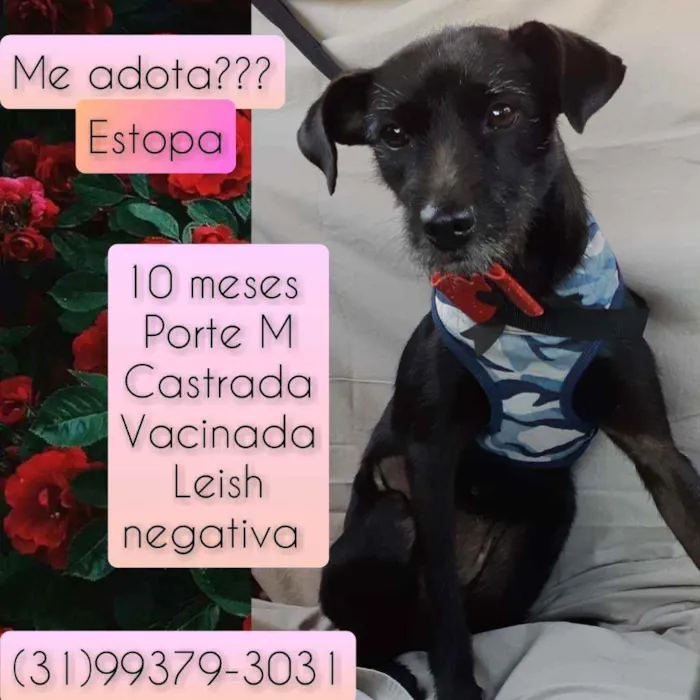 Cachorro raça SRD idade 7 a 11 meses nome Estopa