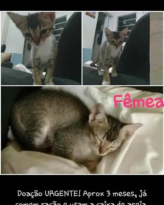 Gato ra a SRD idade 2 a 6 meses nome Bebzinhos