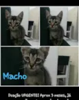 Bebzinhos