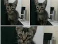 Bebzinhos