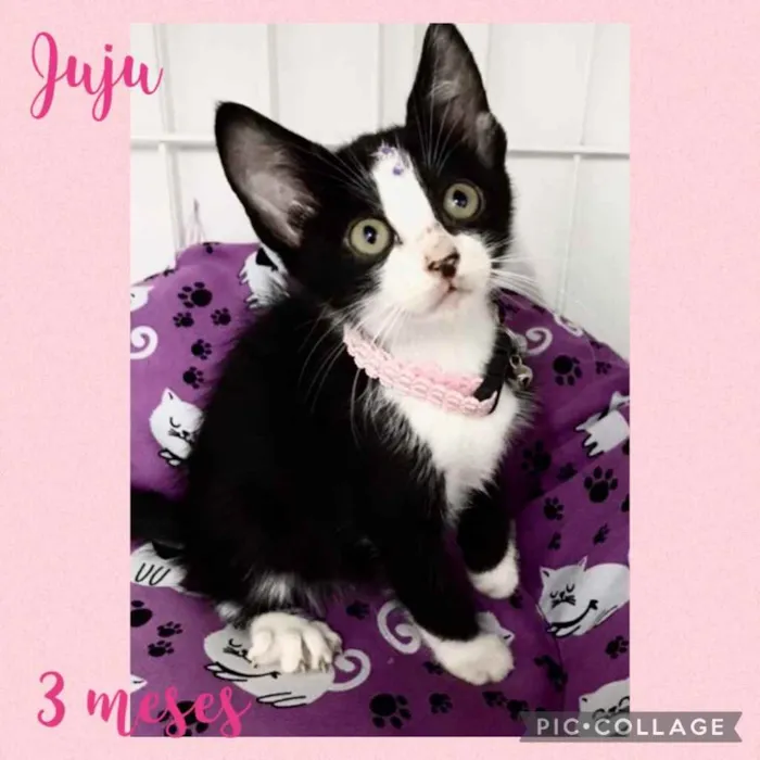 Gato raça Srd idade 2 a 6 meses nome Juju