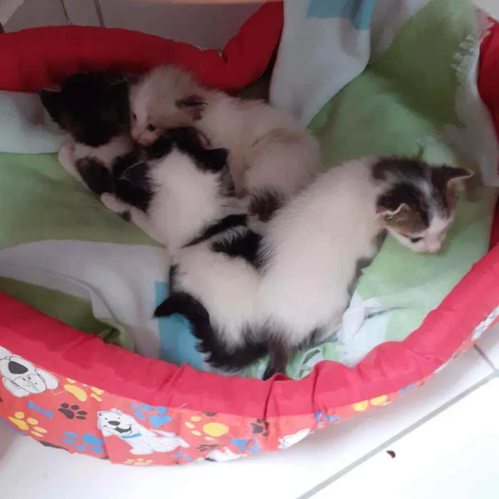 Gato raça Não discriminado  idade Abaixo de 2 meses nome Sem nomes